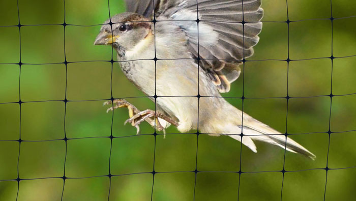 Anti Bird Nets in Banashankari